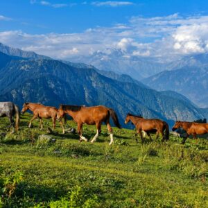 A scenic view of wild horses in the lush Swat Valley, Pakistan, with majestic mountains in the background.